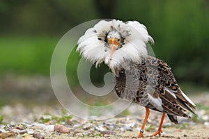 Ruff in breeding plumage