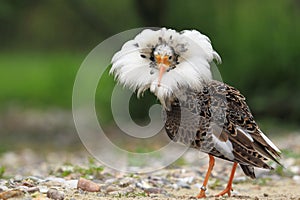 Ruff in breeding plumage photo