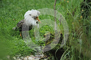 Ruff in breeding plumage