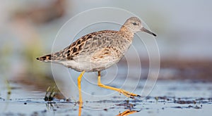 Ruff - Calidris pugnax - female feeding at the wetland