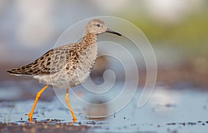 Ruff - Calidris pugnax - female feeding at the wetland