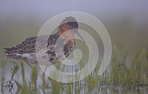 Ruff - Calidris pugnax - male bird at a wetland