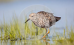 Ruff - Calidris pugnax - male bird at a wetland