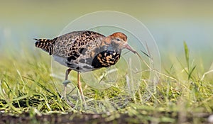 Ruff - Calidris pugnax - male bird at a wetland on the mating season