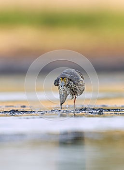 Ruff (Calidris pugnax) male feeding in the wetlands