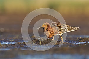 Ruff (Calidris pugnax) male feeding in the wetlands