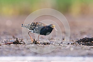 Ruff (Calidris pugnax) male feeding in the wetlands at dawn