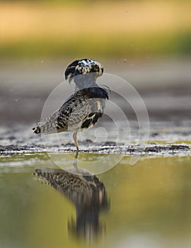 Ruff (Calidris pugnax) male preening in the wetlands