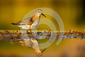 Nature and birds. Colorful nature background. Ruff. Calidris pugnax photo