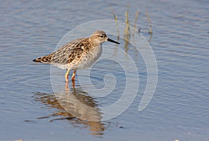 Ruff female
