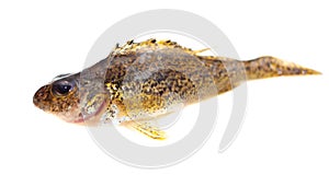 Ruff fish isolated on a white background