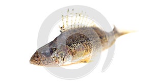 Ruff fish isolated on a white background