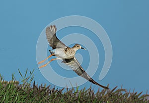 Ruff flying With full span of wings in bluesky background