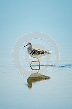 Ruff lifts foot walking through shallow lake