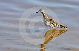 Ruff (philomachus pugnax)