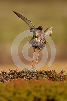 Ruff - Philomachus pugnax