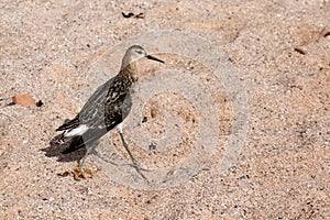 Ruff / Philomachus pugnax at the beach