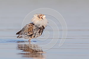 Ruff - Philomachus pugnax / Calidris pugnax - male photo