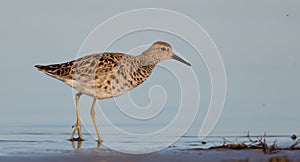 Ruff - Philomachus pugnax / Calidris pugnax - female