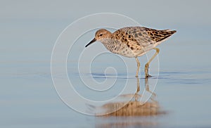 Ruff - Philomachus pugnax / Calidris pugnax - female