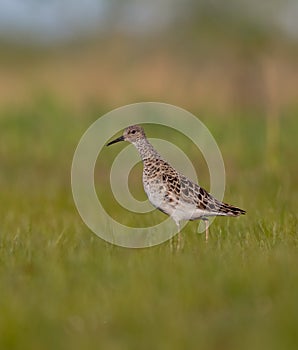 Ruff - Philomachus pugnax / Calidris pugnax - female