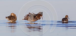 Ruff - Philomachus pugnax / Calidris pugnax - group of birds