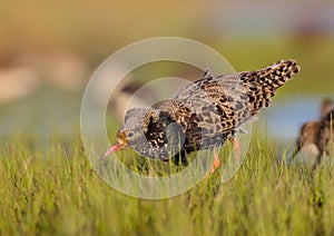 Ruff - Philomachus pugnax / Calidris pugnax - male