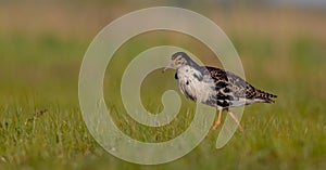 Ruff - Philomachus pugnax / Calidris pugnax - male