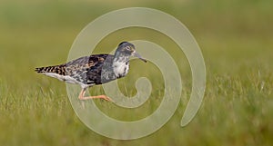 Ruff - Philomachus pugnax / Calidris pugnax - male