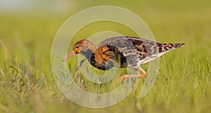 Ruff - Philomachus pugnax / Calidris pugnax - male