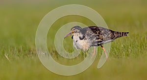 Ruff - Philomachus pugnax / Calidris pugnax - male