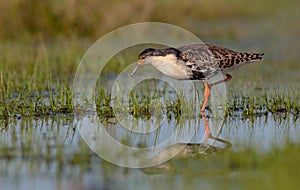 Ruff - Philomachus pugnax / Calidris pugnax - male