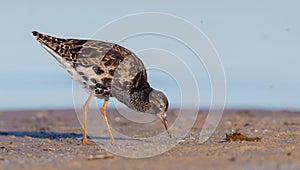 Ruff - Philomachus pugnax / Calidris pugnax - male