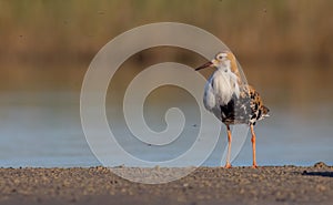 Ruff - Philomachus pugnax / Calidris pugnax - male