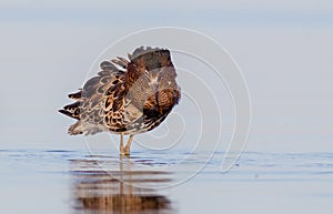 Ruff - Philomachus pugnax / Calidris pugnax - male