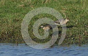 Ruff Philomachus pugnax feeding along the edge of water in a grass field.