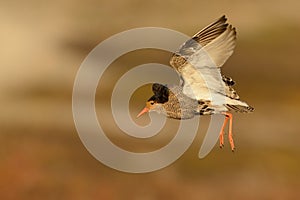 Ruff - Philomachus pugnax male