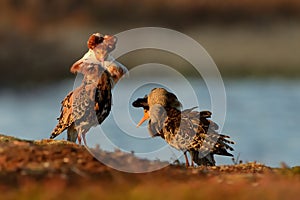 Ruff - Philomachus pugnax males