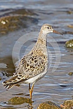 A Ruff (Philomachus pugnax) in winter plumage