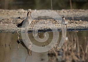 A Ruff preening at Asker Marsh with a sandpiper nearby, Bahrain photo