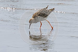 Ruff Wader Bird Philomachus pugnax Ruff in Water