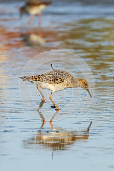 Ruff water bird Philomachus pugnax Ruff in water