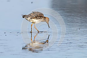 Ruff water bird Philomachus pugnax Ruff in water