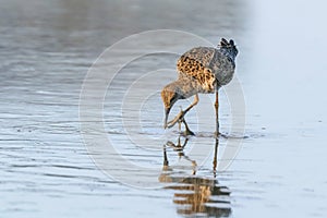 Ruff water bird Philomachus pugnax Ruff in water