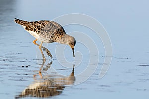 Ruff water bird Philomachus pugnax Ruff in water