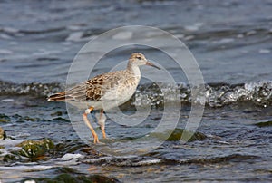 Ruff with winter plumage
