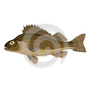 ruffe, brown river fish, cartoon illustration, isolated object on white background, vector