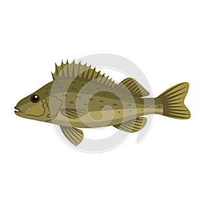 Ruffe pope eurasian fish