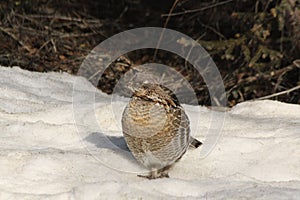 Ruffed grouse 1