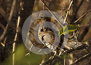 Ruffed Grouse photo